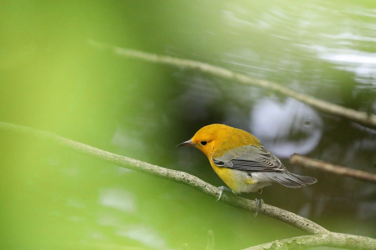 Prothonotary Warbler - ML362021451