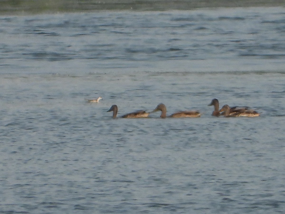 Red-necked Phalarope - ML362021651