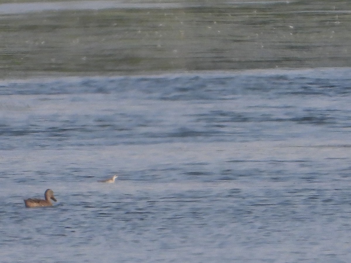 Red-necked Phalarope - ML362022011