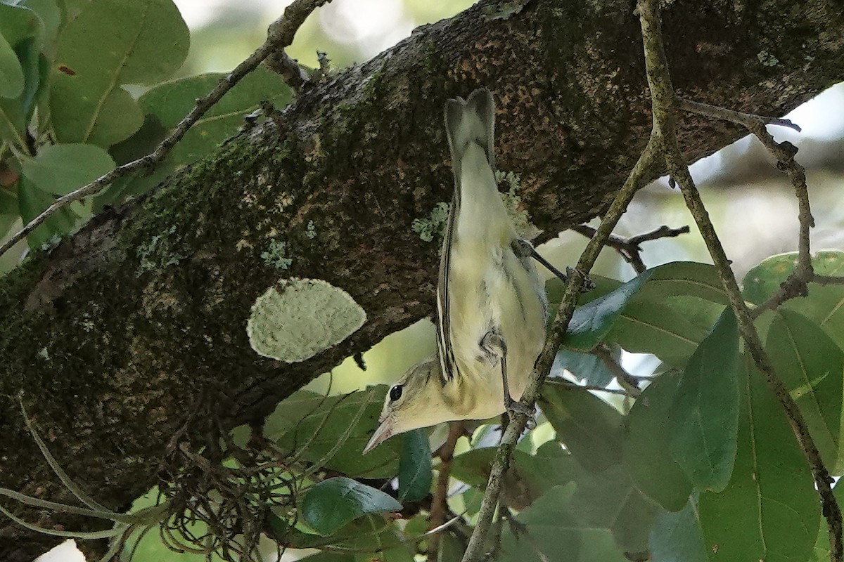 Cerulean Warbler - ML362022201