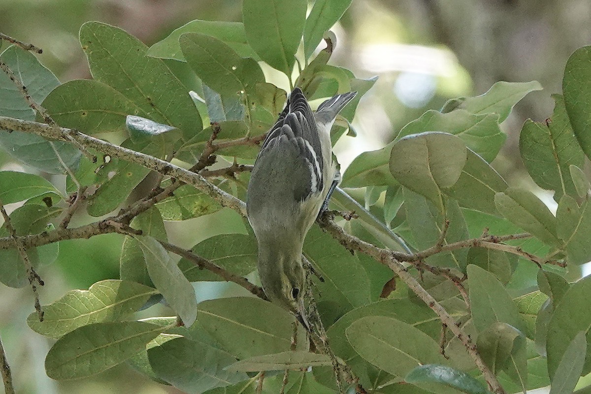 Cerulean Warbler - Jane Mann