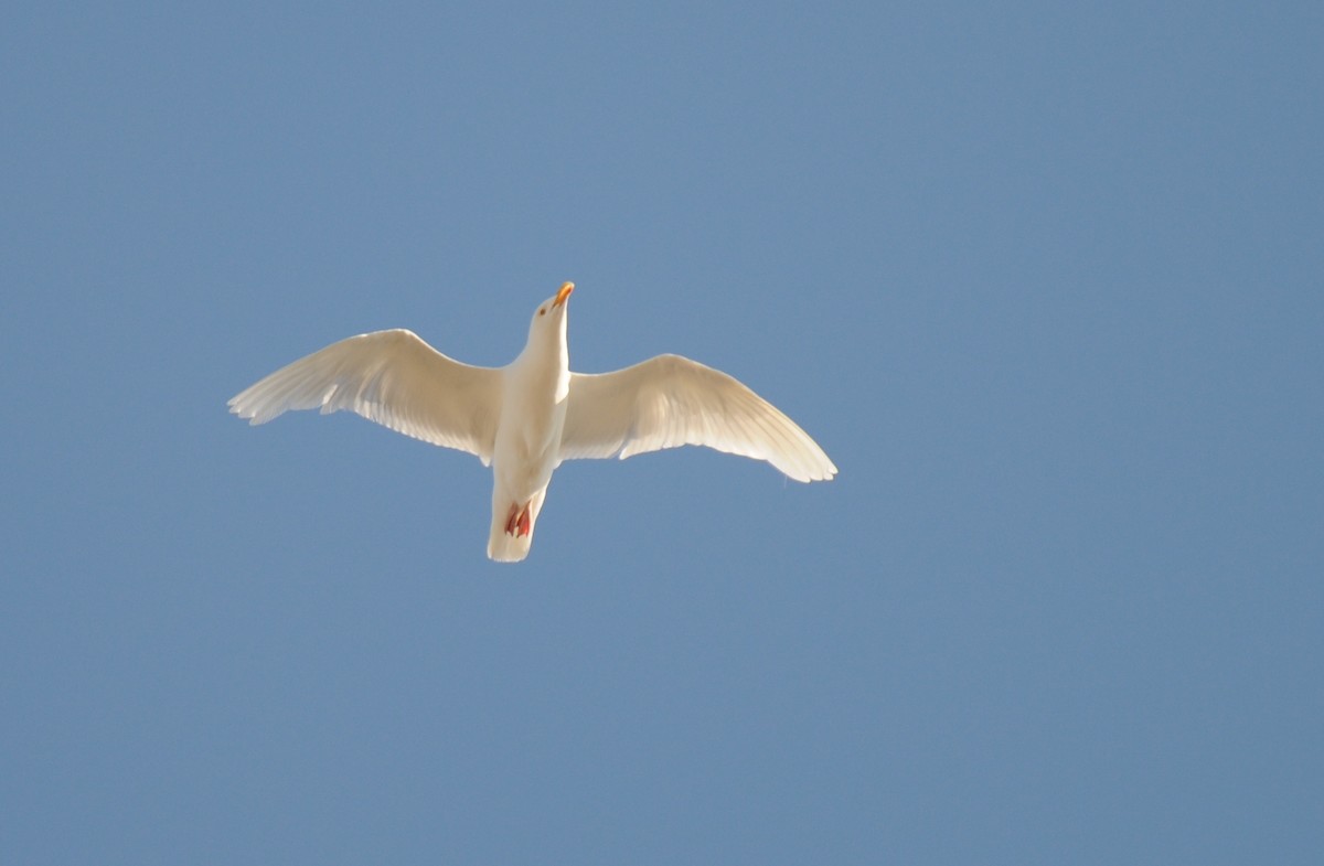 Glaucous Gull - PC Smith