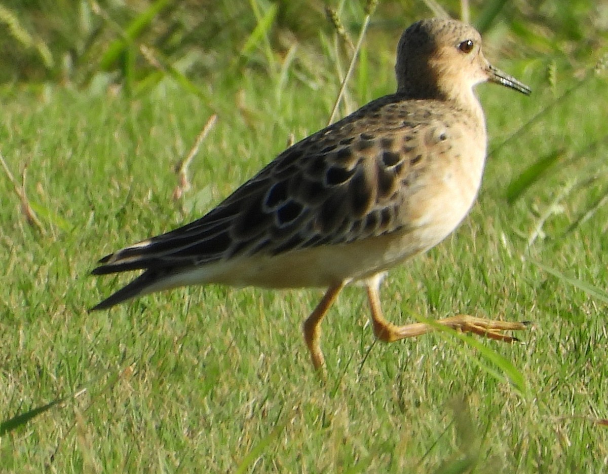 Buff-breasted Sandpiper - ML362023731