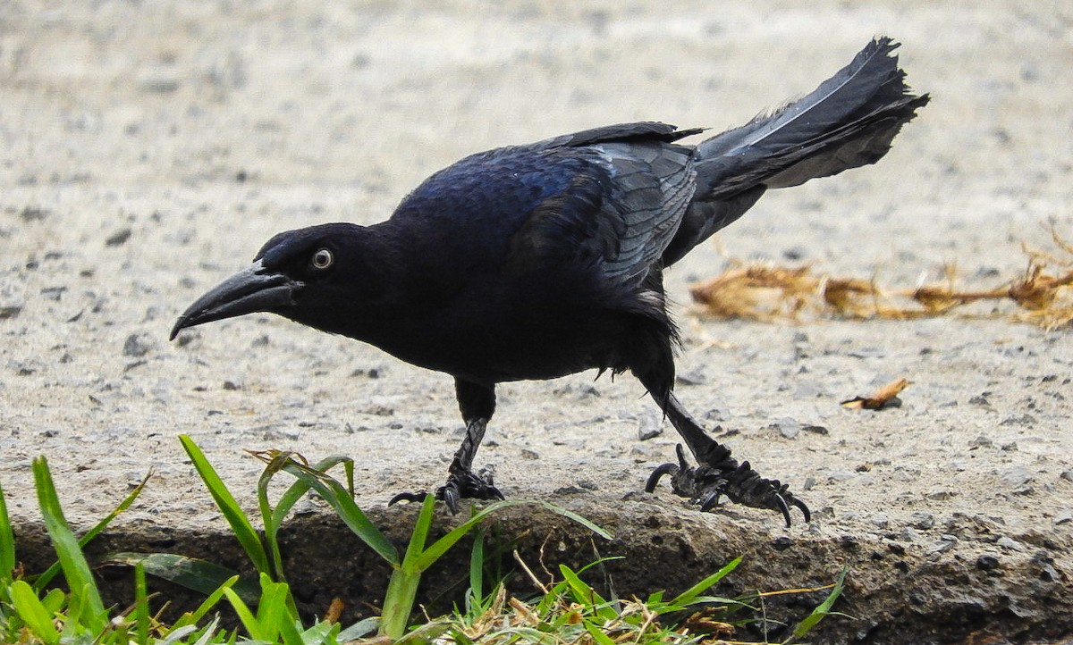 Great-tailed Grackle - ML362024751
