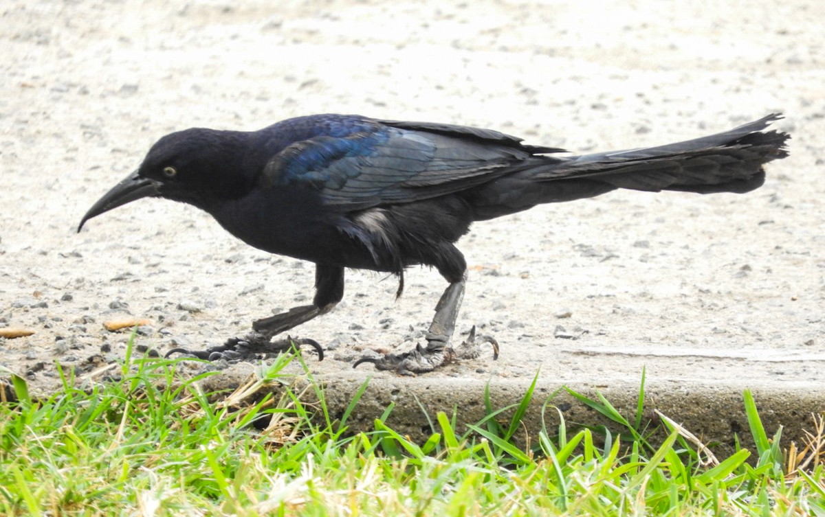 Great-tailed Grackle - ML362024781