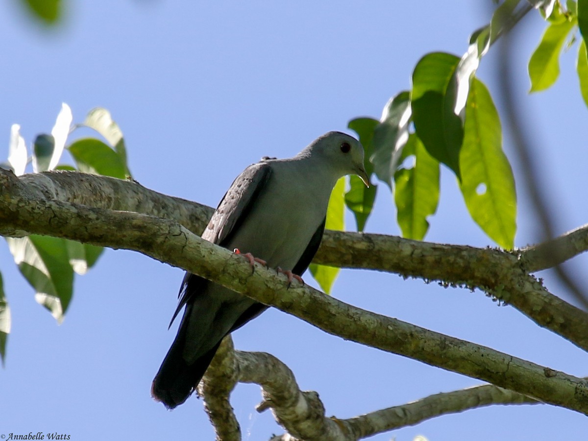 Blue Ground Dove - ML362025321