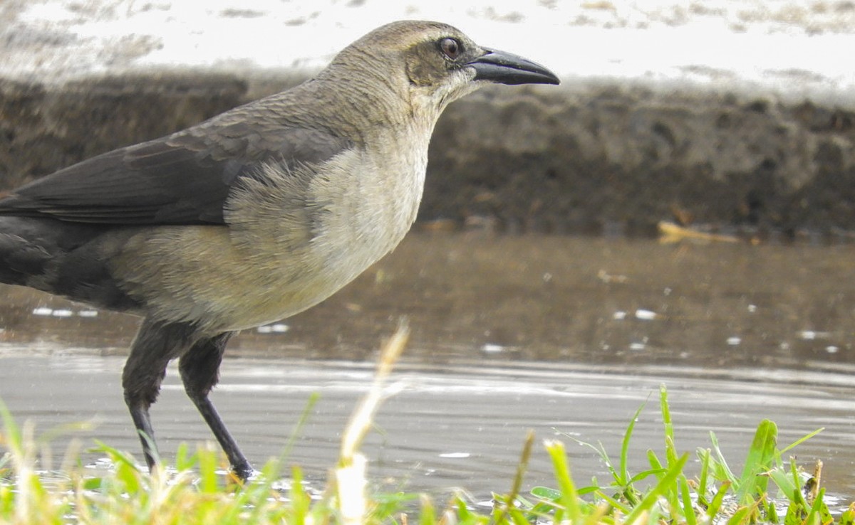 Great-tailed Grackle - ML362025581