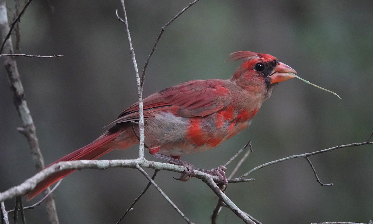 Northern Cardinal - ML362025831