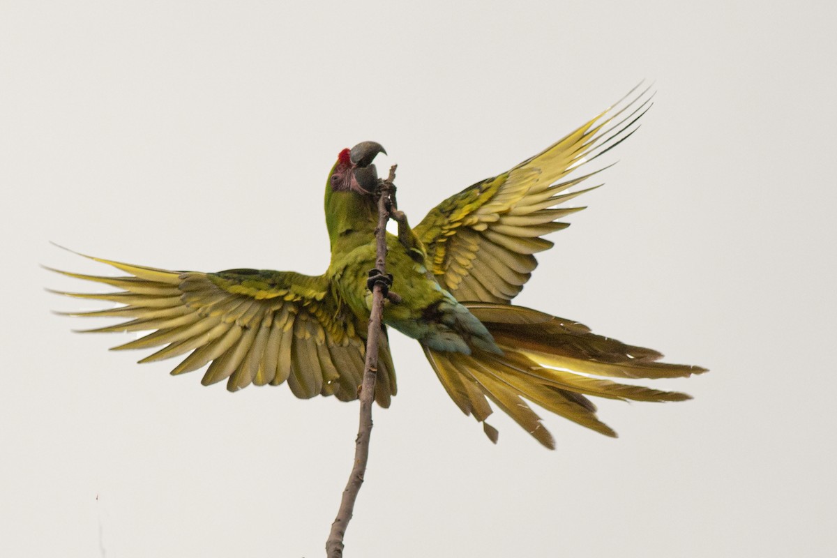 Great Green Macaw - ML362027091