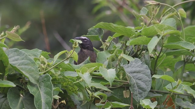 Cinnamon-bellied Saltator - ML362028071