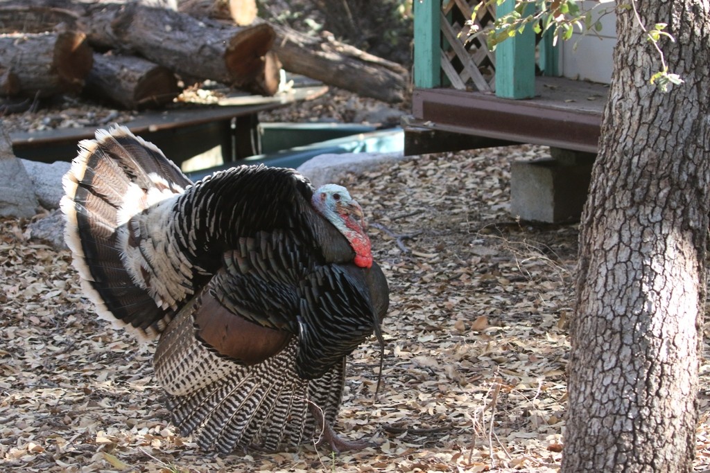 Wild Turkey - Maurice Raymond