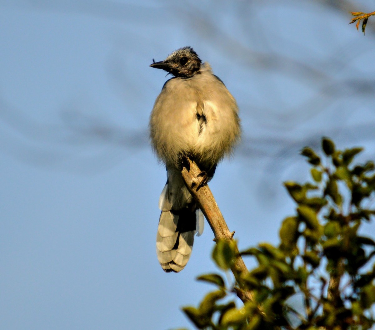 Blue Jay - ML362029301