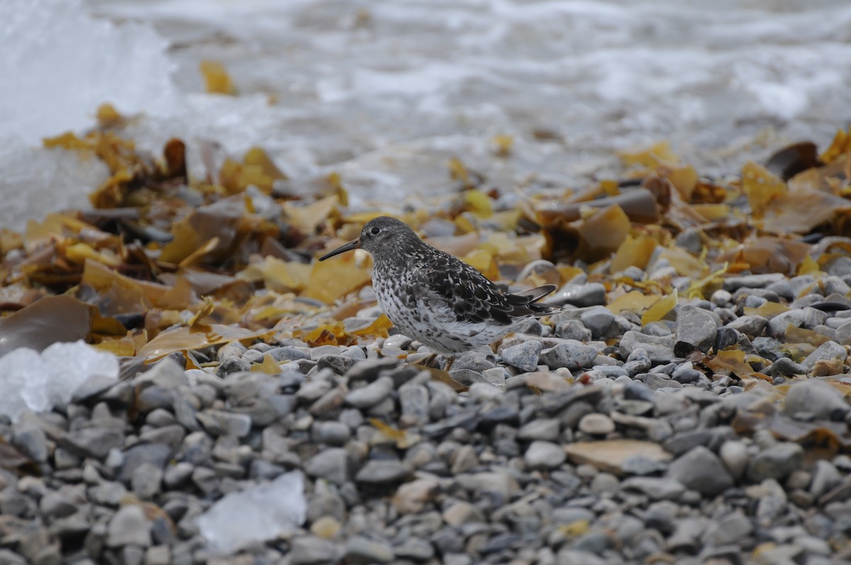 Purple Sandpiper - ML36203001