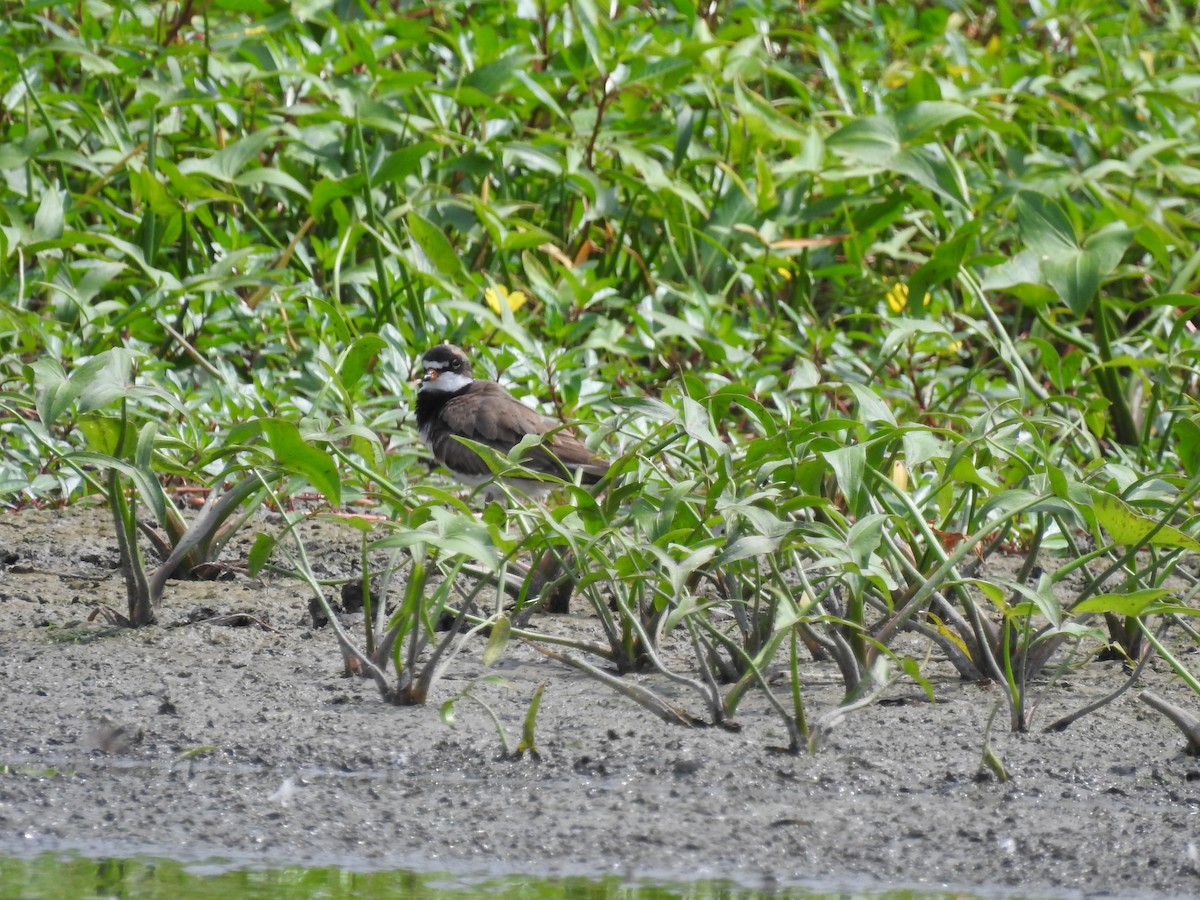Semipalmated Plover - ML362030201