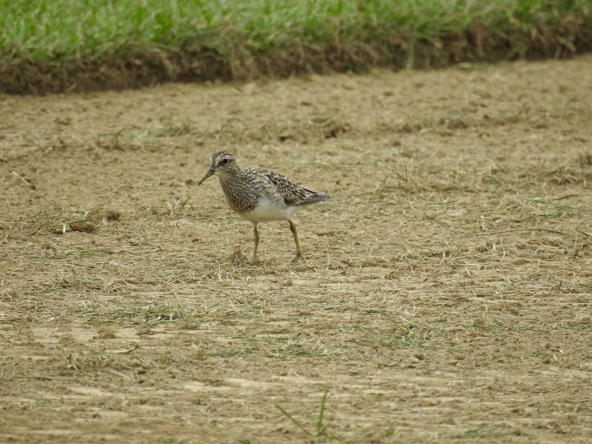 Pectoral Sandpiper - ML362032761