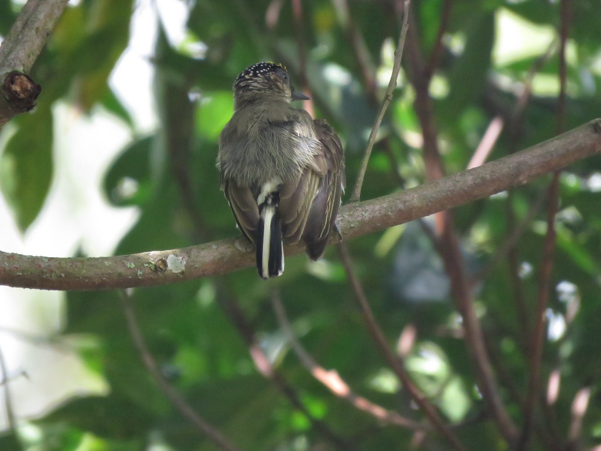 Grayish Piculet - ML362035341