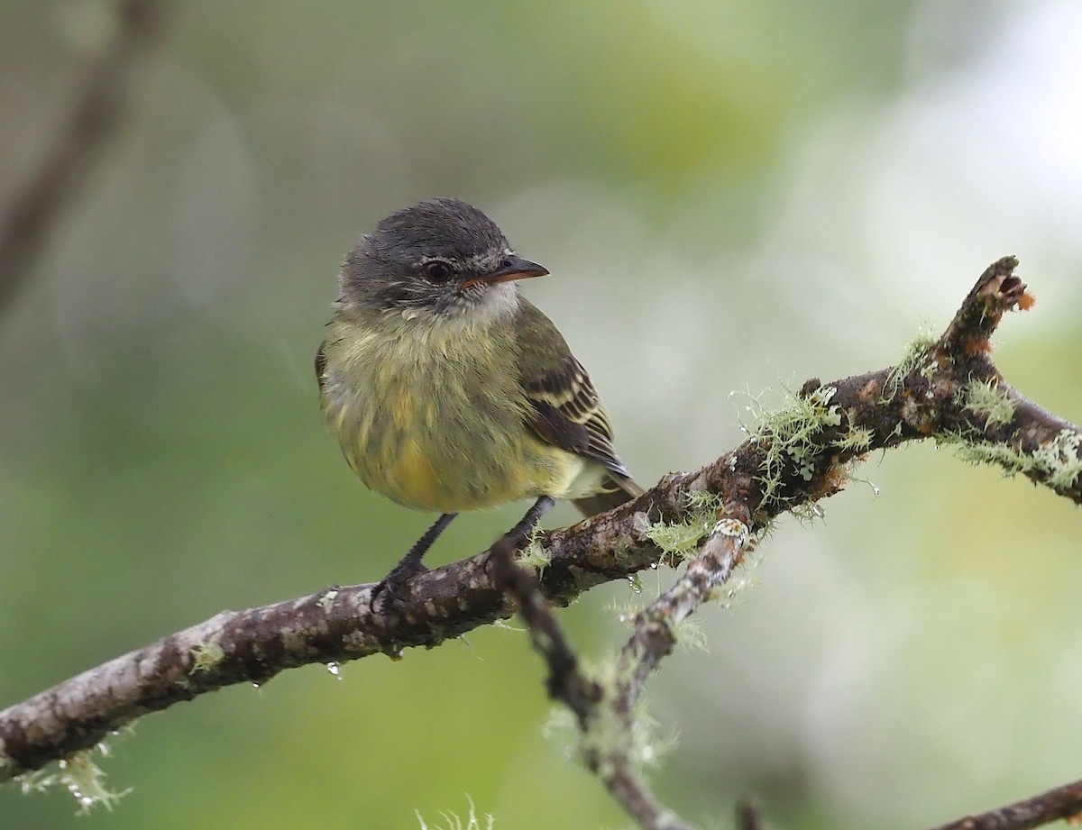 White-fronted Tyrannulet (White-fronted) - ML362037281