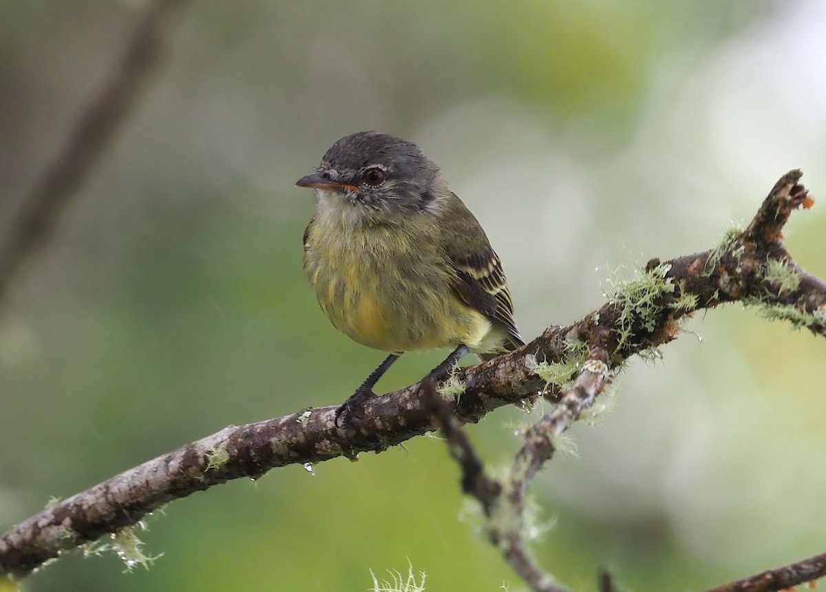 White-fronted Tyrannulet (White-fronted) - Stephan Lorenz