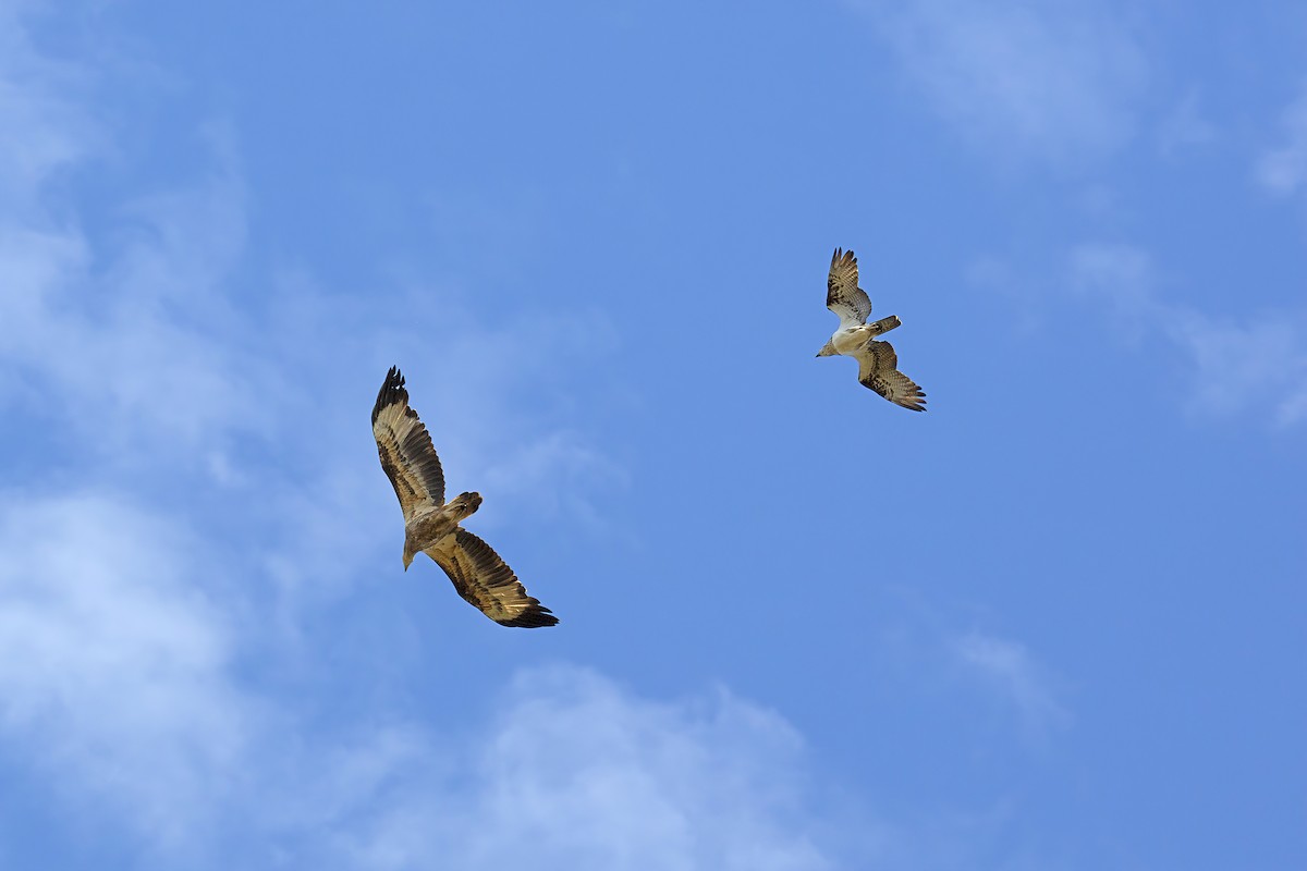 Águila Pescadora (Australia) - ML362037741