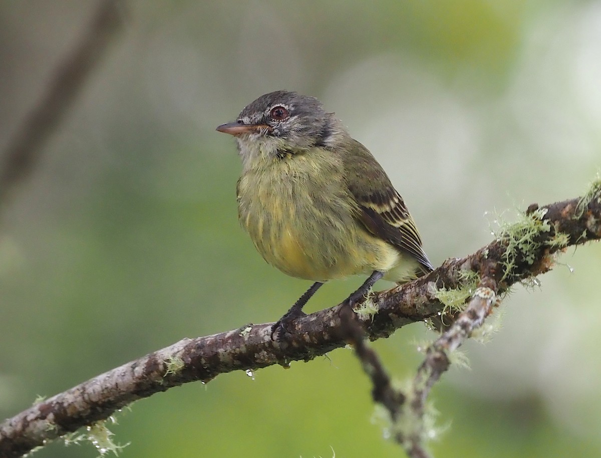 White-fronted Tyrannulet (White-fronted) - ML362037841
