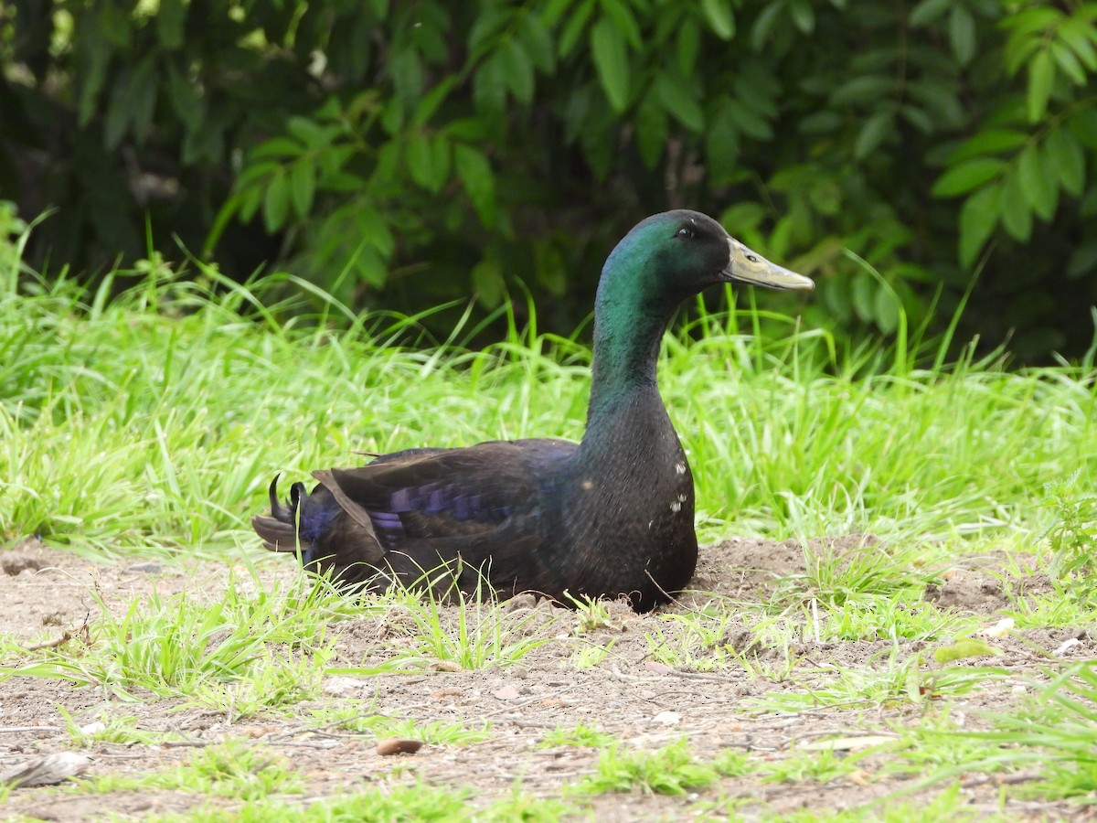 Canard colvert (forme domestique) - ML362039281