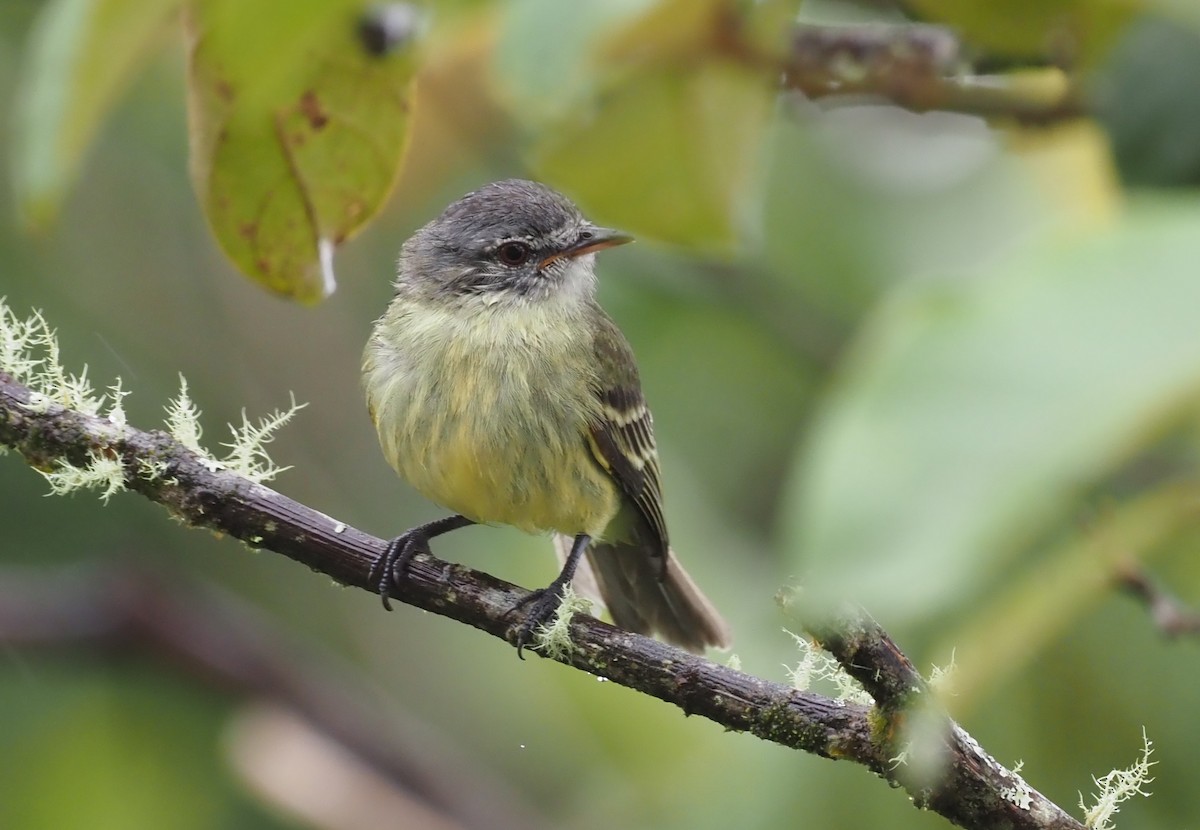 White-fronted Tyrannulet (White-fronted) - ML362039391