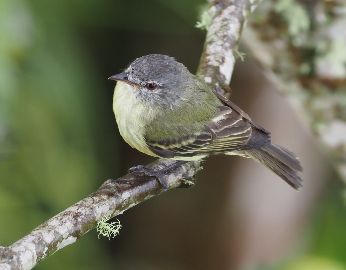 White-fronted Tyrannulet (White-fronted) - ML362039461