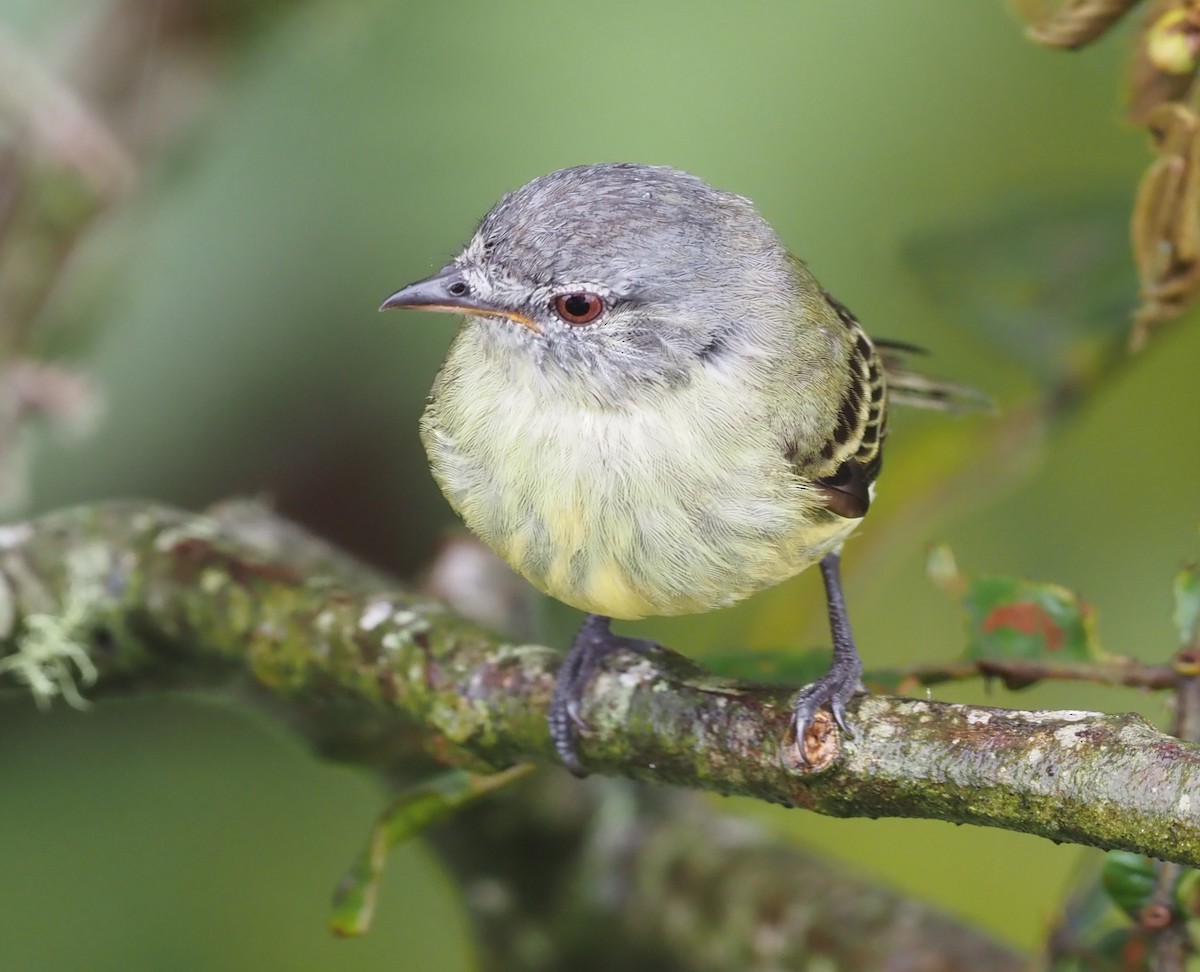 White-fronted Tyrannulet (White-fronted) - ML362039561