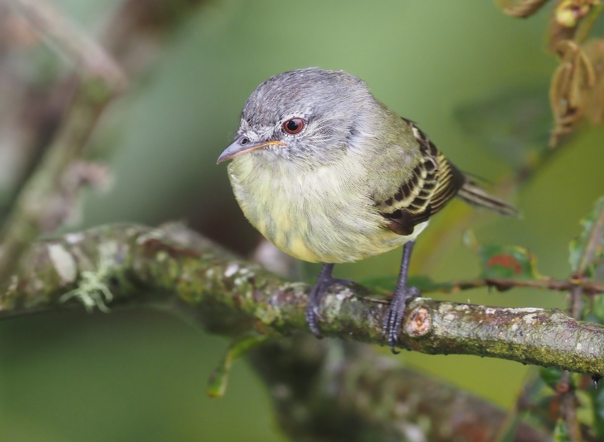 White-fronted Tyrannulet (White-fronted) - ML362039811