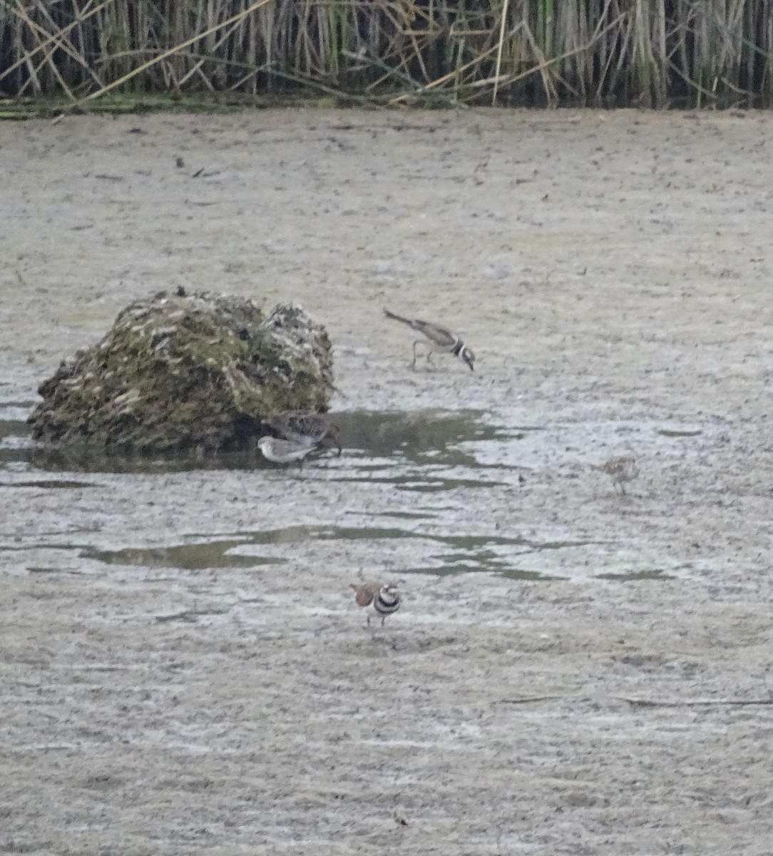 Western Sandpiper - Brett Wiese