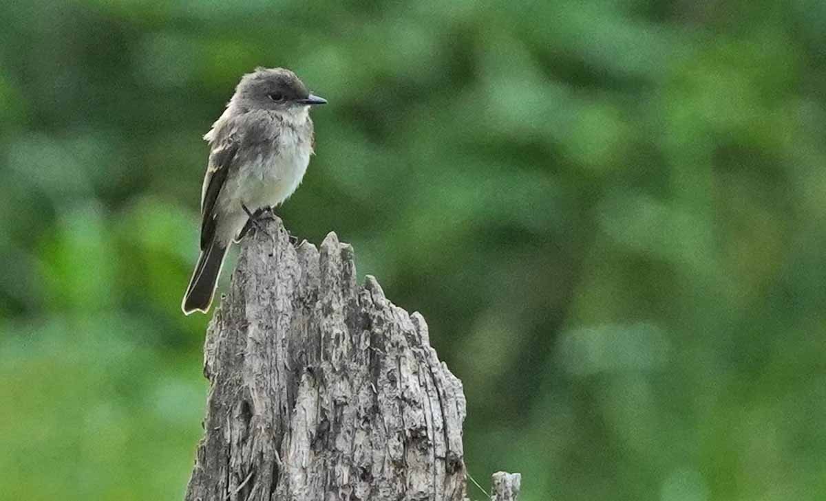 Eastern Phoebe - ML362042301