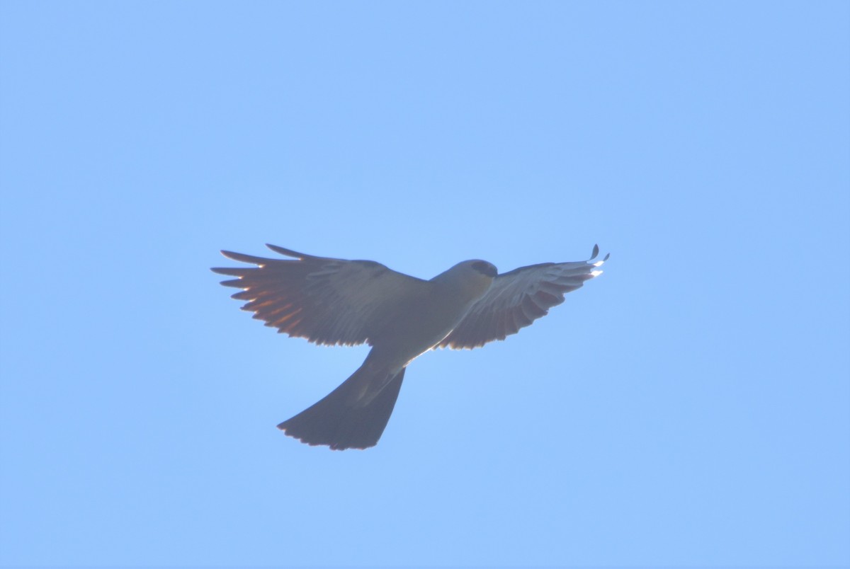 Mississippi Kite - Gary Warner