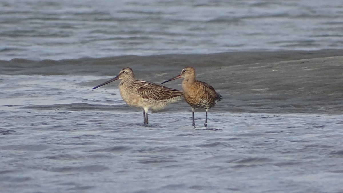 Asian Dowitcher - Kim Cancino