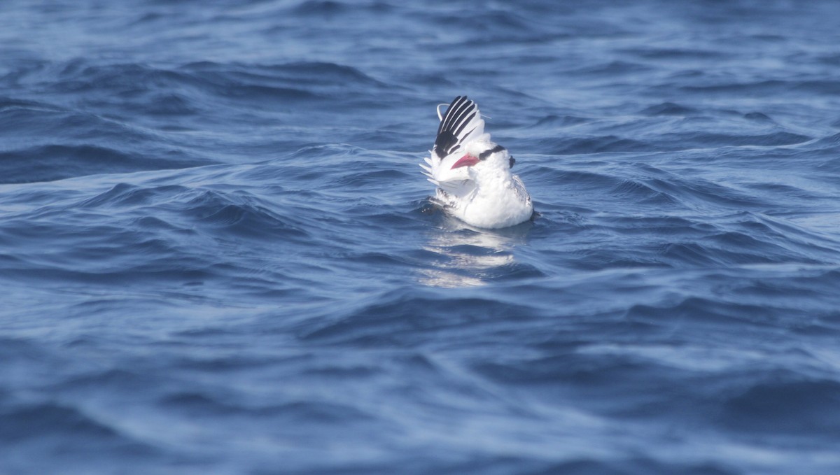 Red-billed Tropicbird - ML36204691