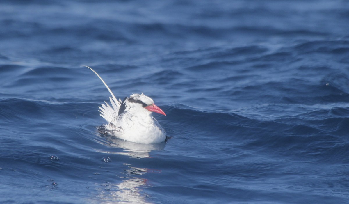 Red-billed Tropicbird - ML36204701