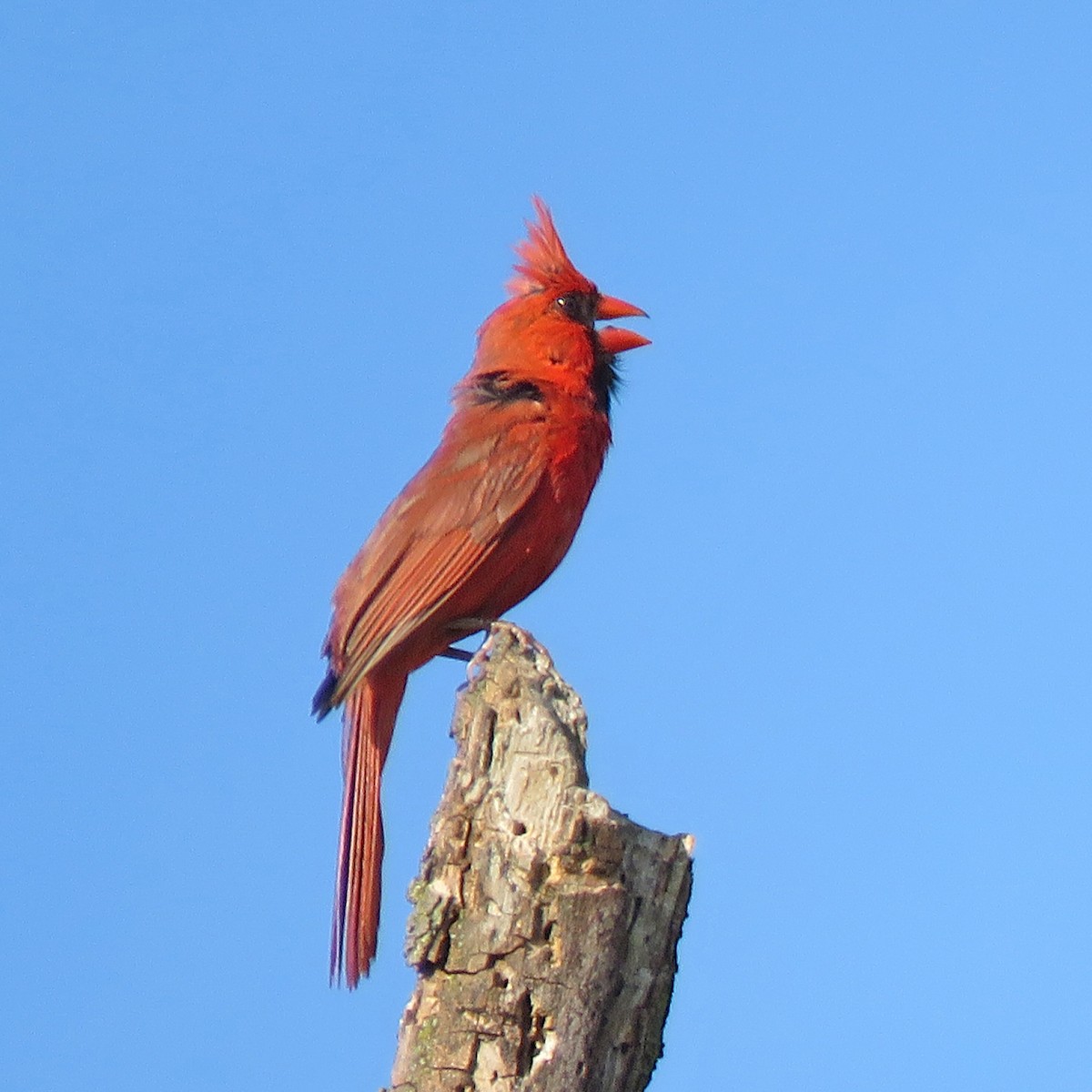 Northern Cardinal - ML362047551