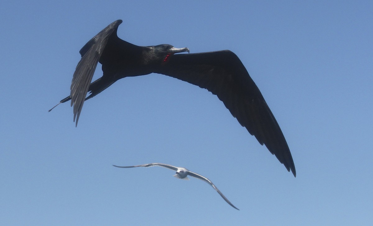 Magnificent Frigatebird - ML36204781