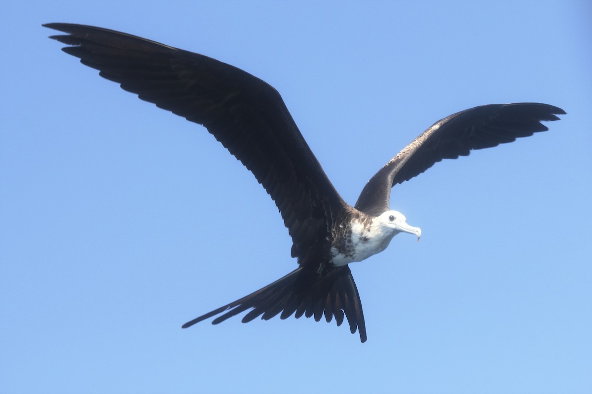 Magnificent Frigatebird - ML36204821