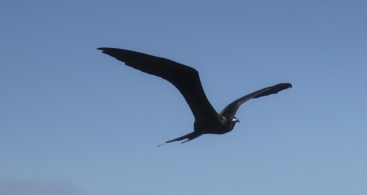 Magnificent Frigatebird - ML36204841