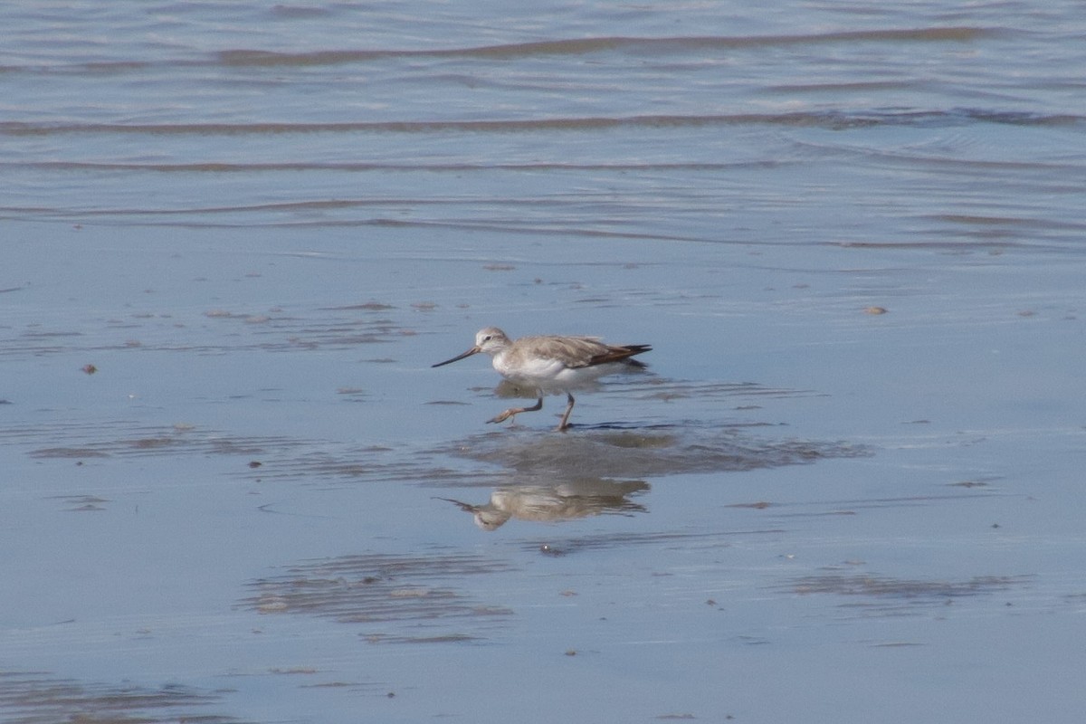 Terekwasserläufer - ML362049481
