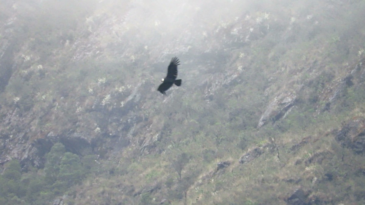 Andean Condor - ML362050471