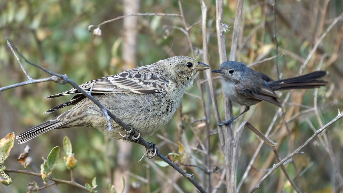 Brown-headed Cowbird - ML362052351