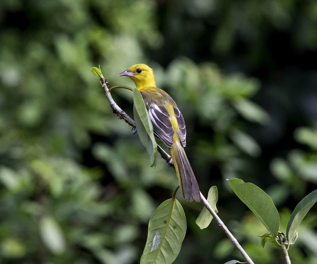 Spot-breasted Oriole - ML36205241