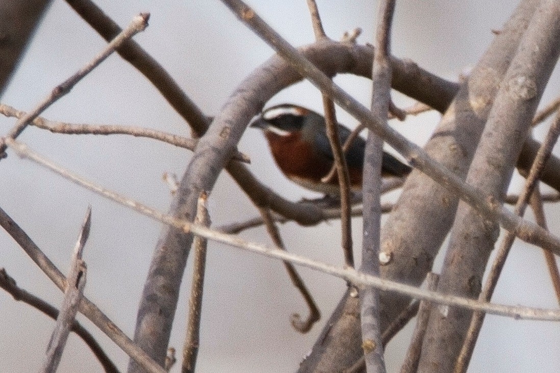 Black-and-chestnut Warbling Finch - ML362053111