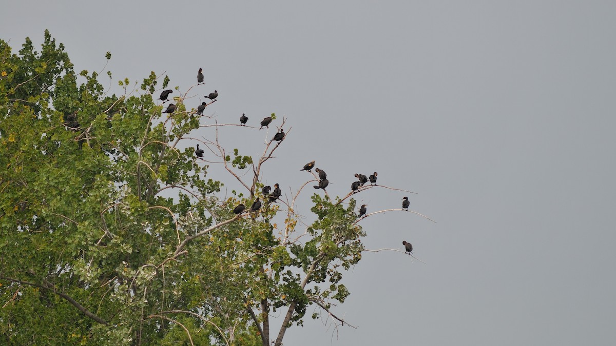 Double-crested Cormorant - ML362055381