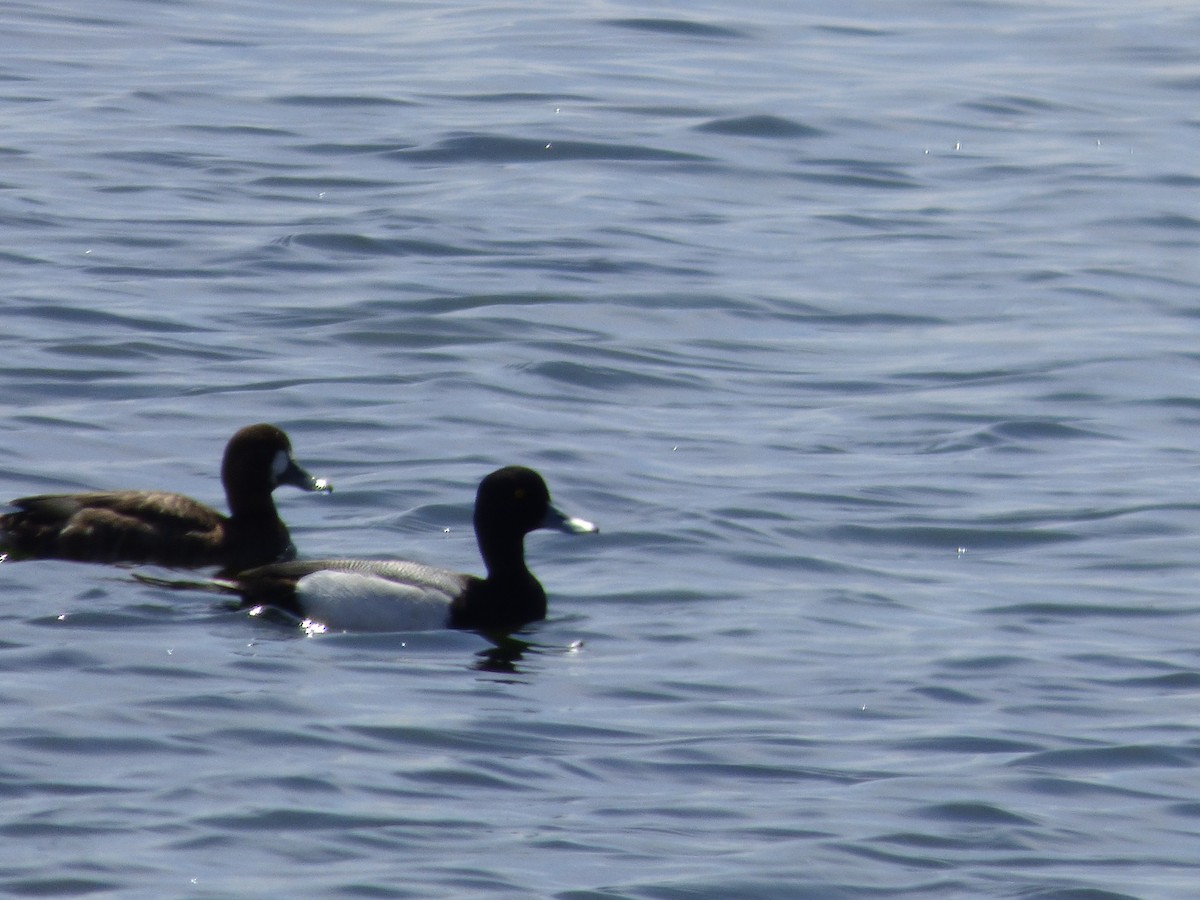 Lesser Scaup - Quinn F.