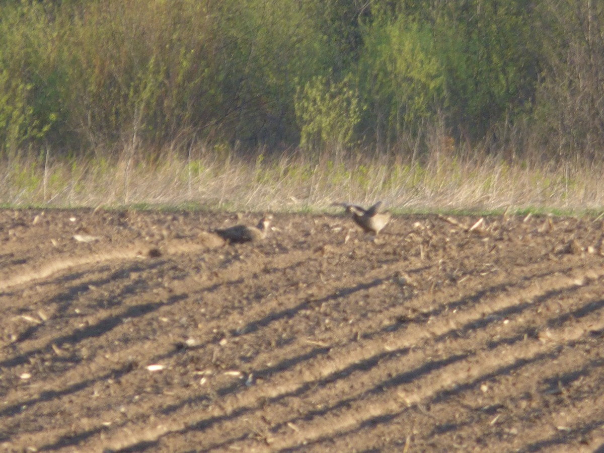 Tétras des prairies - ML362059231