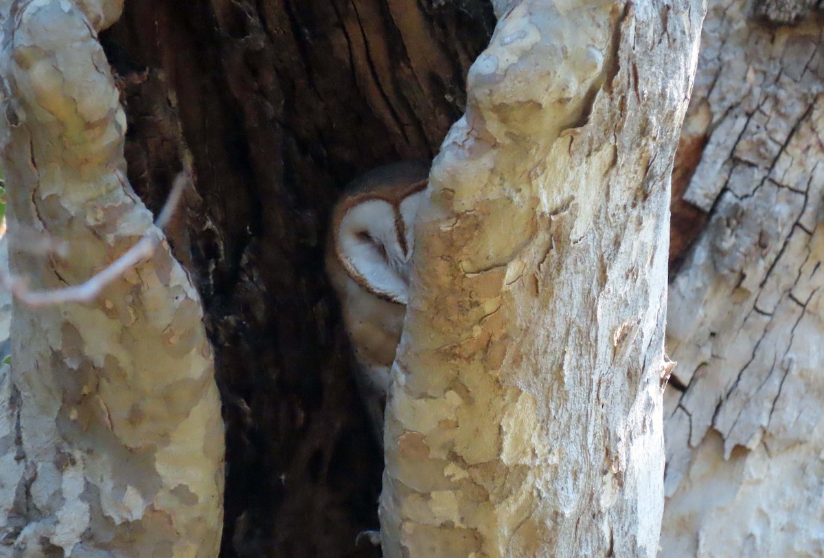 Barn Owl - Jeri Edwards