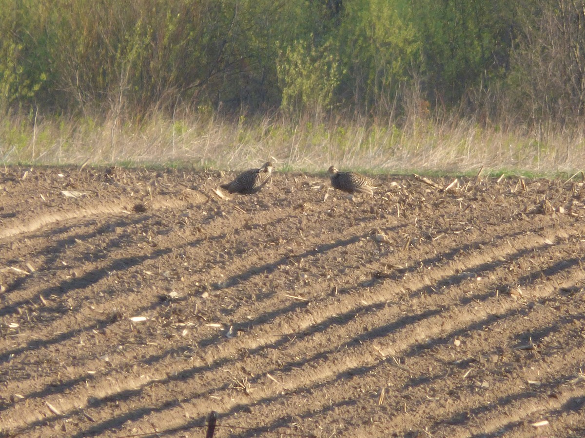 Greater Prairie-Chicken - Quinn F.