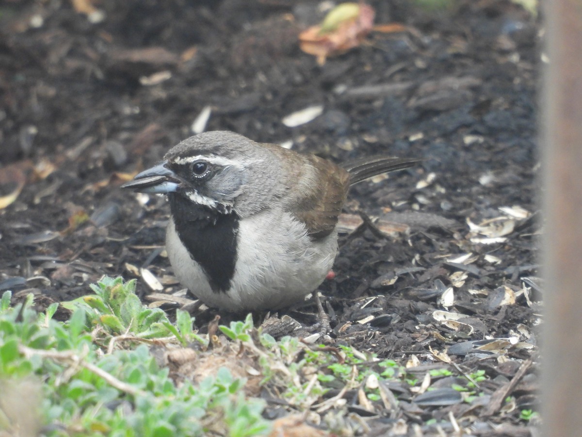 Black-throated Sparrow - ML362060311
